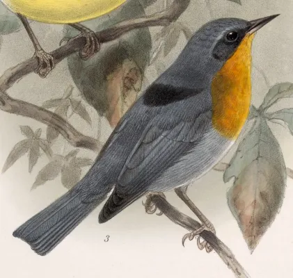 File:Oreothlypis gutturalis 1902.jpg