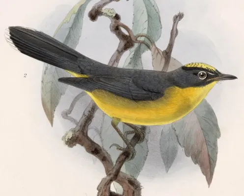 File:Basileuterus lachrymosus 1902.jpg
