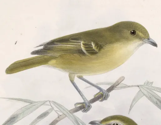 File:Vireo pallens ochraceus 1902.jpg