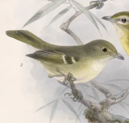 File:Vireo pallens 1902.jpg