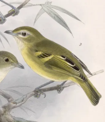 File:Vireo carmioli 1902.jpg