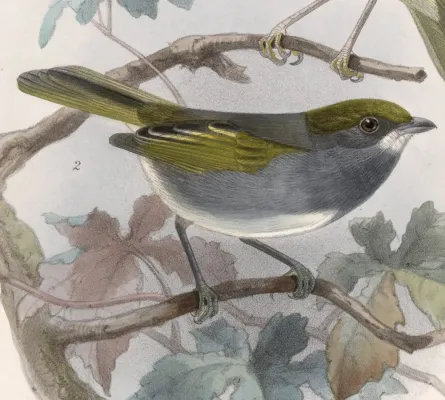 File:Vireo brevipennis 1902.jpg