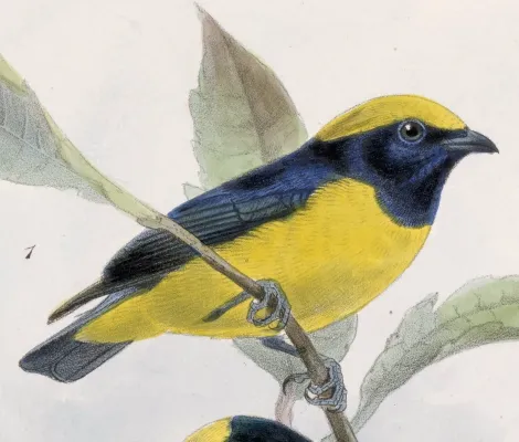 File:Euphonia luteicapilla 1902.jpg