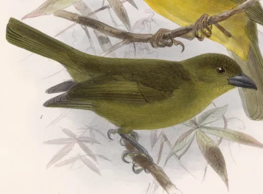 File:Chlorothraupis carmioli 1902.jpg