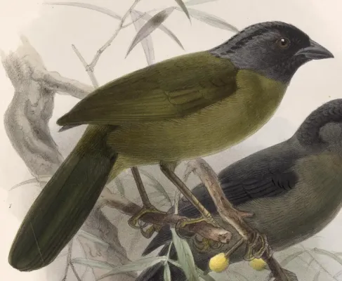 File:Pezopetes capitalis 1902.jpg