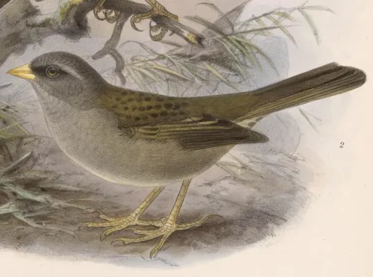 File:Junco vulcani 1902.jpg