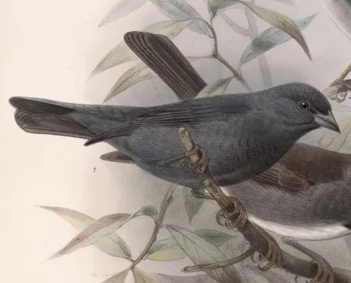 File:Haplospiza rustica uniformis 1902.jpg