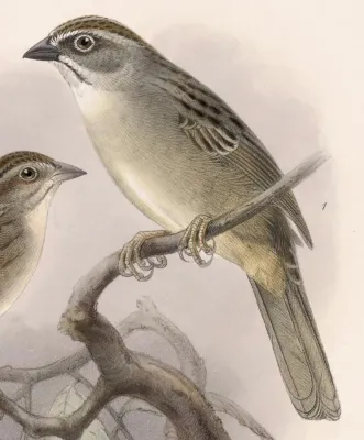 File:Aimophila notosticta 1902.jpg