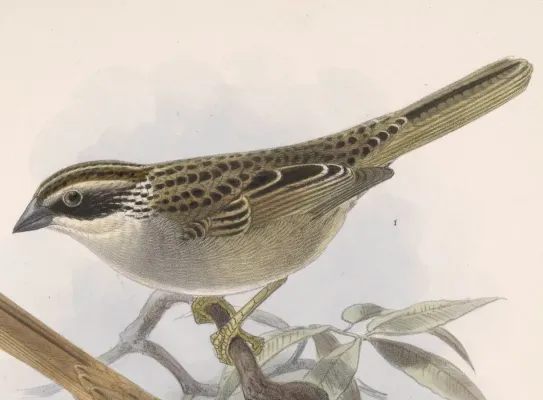 File:Oriturus superciliosus 1902.jpg