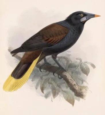 File:Psarocolius guatimozinus 1902.jpg