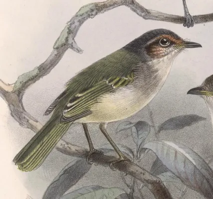 File:Phylloscartes superciliaris 1902.jpg