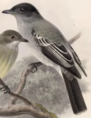 File:Sirystes albogriseus 1902.jpg