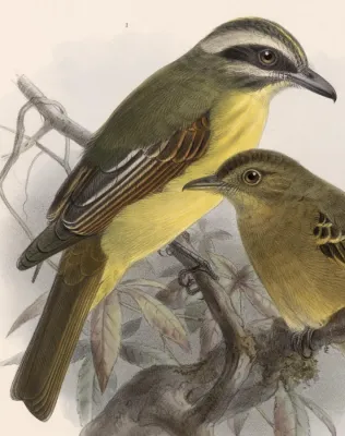 File:Myiodynastes hemichrysus 1902.jpg
