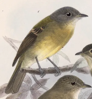 File:Aphanotriccus capitalis 1902.jpg