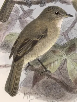 File:Empidonax albigularis 1902.jpg