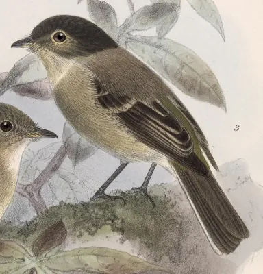 File:Empidonax atriceps 1902.jpg