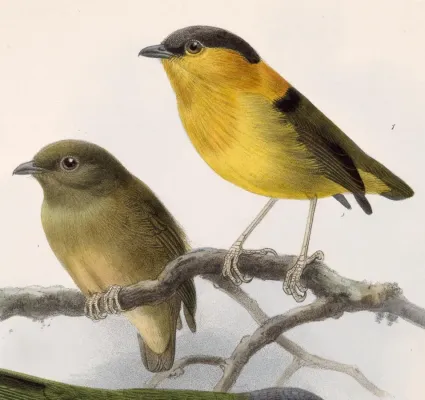 File:Manacus aurantiacus 1902.jpg