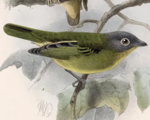 File:Piprites griseiceps 1902.jpg