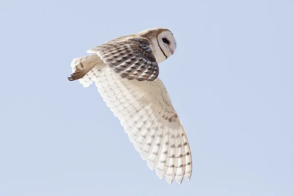 File:American Barn Owl Tyto furcata Carrizo 1.jpg