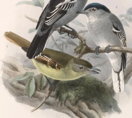 File:Pachyramphus albogriseus 1902.jpg
