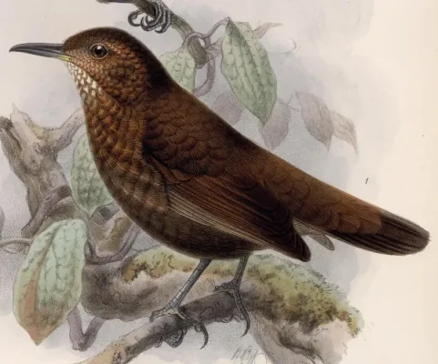 File:Sclerurus guatemalensis 1902.jpg
