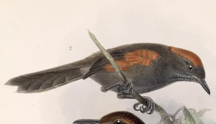 File:Synallaxis brachyura 1902.jpg