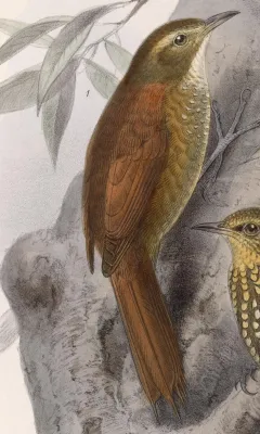 File:Margarornis rubiginosus 1902.jpg