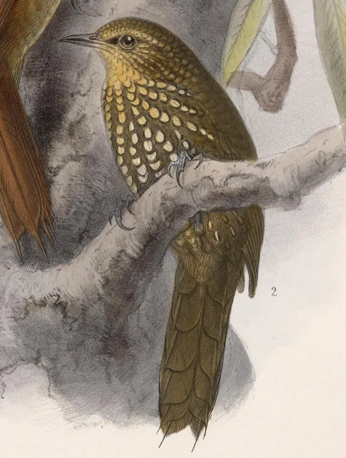 File:Premnoplex brunnescens 1902.jpg