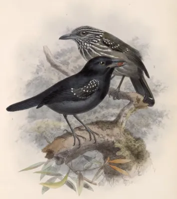 File:Thamnophilus bridgesi 1902.jpg