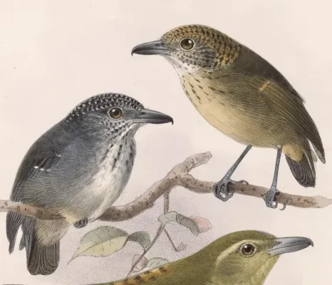 File:Dysithamnus puncticeps 1902.jpg