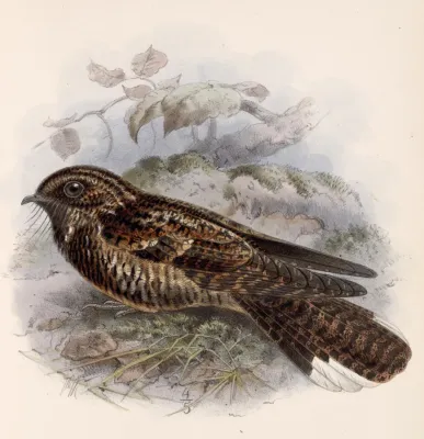 File:Antrostomus saturatus 1902.jpg