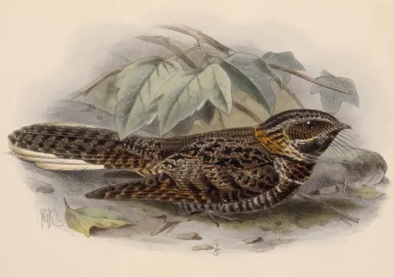 File:Antrostomus salvini 1902.jpg