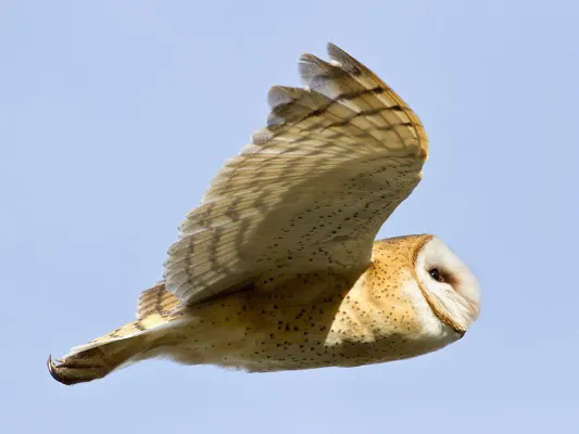 File:American Barn Owl Tyto furcata Carrizo 2.jpg