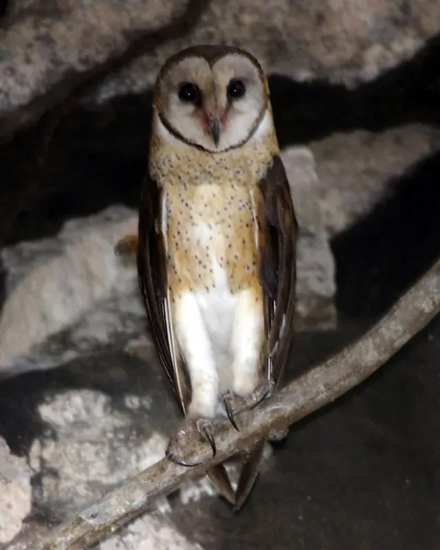 File:Sulawesi Owl Tyto rosenbergii.jpg