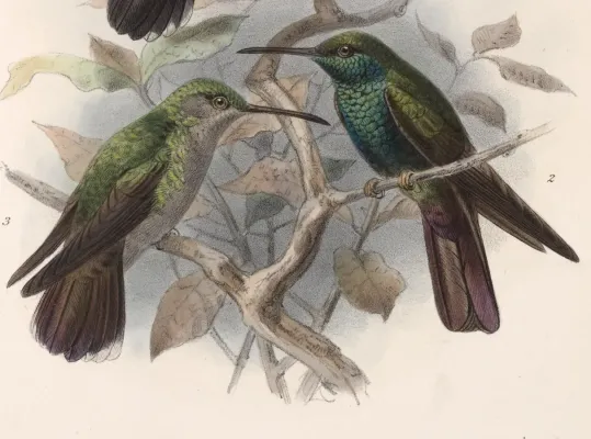 File:Chalybura urochrysia melanorrhoa 1902.jpg
