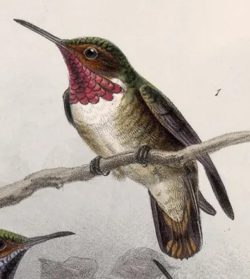 File:Selasphorus ardens 1902.jpg
