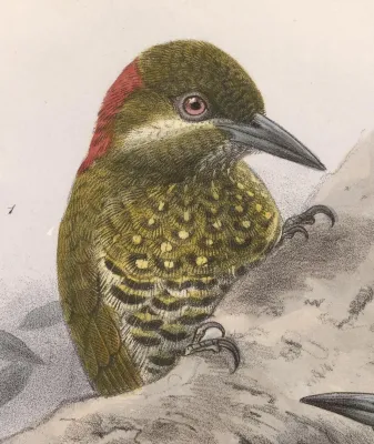 File:Piculus callopterus 1902.jpg