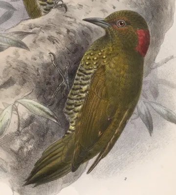 File:Piculus simplex 1902.jpg