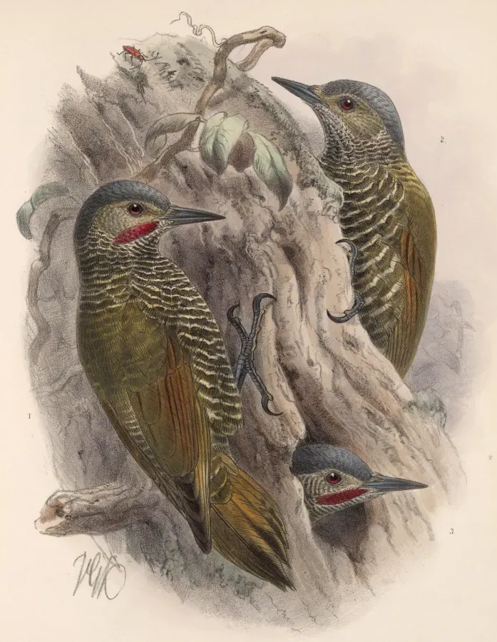 File:Colaptes auricularis 1902.jpg