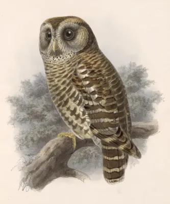 File:Strix fulvescens 1902.jpg