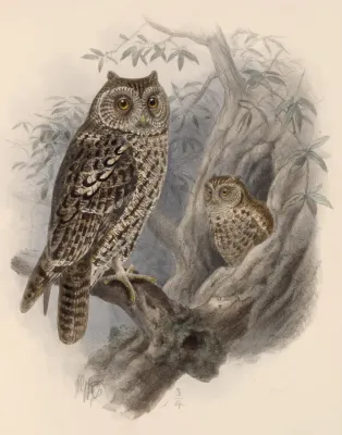 File:Megascops trichopsis 1902.jpg