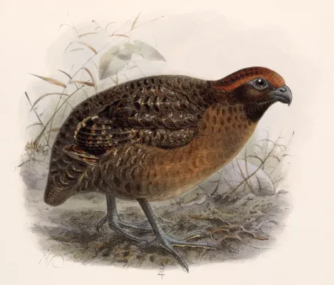 File:Odontophorus melanotis 1902.jpg