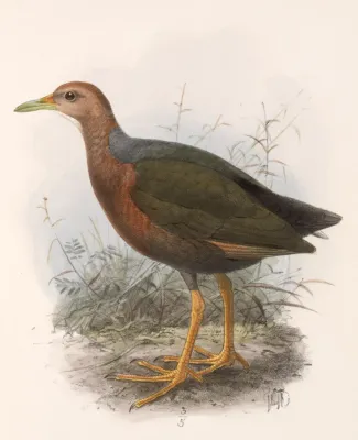 File:Aramides axillaris 1902.jpg