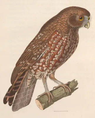 File:Ninox boobook fusca 1838.jpg