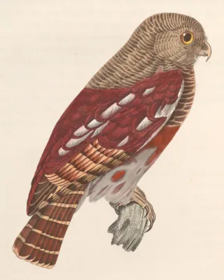 File:Glaucidium castanopterum 1838.jpg