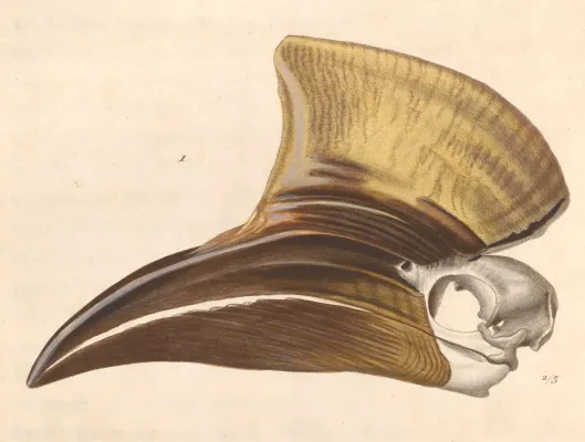 File:Ceratogymna elata 1838.jpg