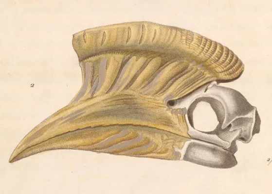 File:Bycanistes cylindricus 1838.jpg