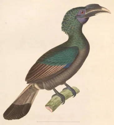 File:Anorrhinus galeritus 1838.jpg