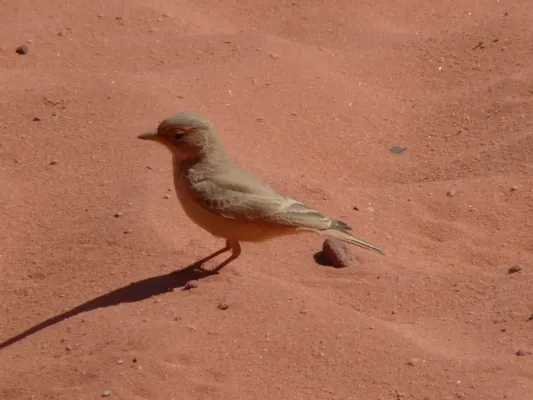 File:Ammomanes deserti -Wadi Rum, Jordan-8.jpg