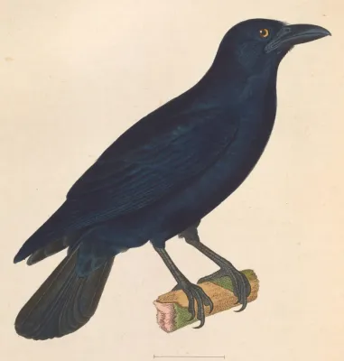 File:Corvus nasicus 1838.jpg